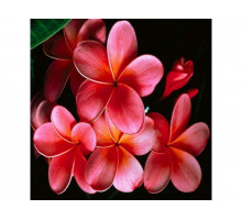 Картина мозаикой 30х30 ЦВЕТОК ЛАОСА (квадрат) (15 цветов)