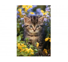 Картина по номерам с цветной схемой на холсте 30х40 Новые ароматы (18 цветов)