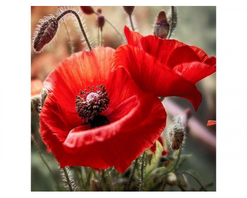 Картина мозаикой 30х30 МАКИ (квадрат) (22 цвета)