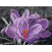 Картина мозаикой 15х20 ЦВЕТОК КРОКУСА (10 цветов)