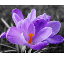 Картина мозаикой 15х20 ЦВЕТОК КРОКУСА (10 цветов)