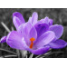 Картина мозаикой 15х20 ЦВЕТОК КРОКУСА (10 цветов)
