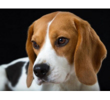 Картина мозаикой 30х30 БИГЛЬ (квадрат) (20 цветов)