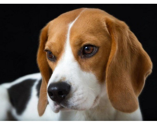 Картина мозаикой 30х30 БИГЛЬ (квадрат) (20 цветов)