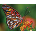 Алмазная мозаика 15х20 ЯРКАЯ БАБОЧКА (16 цветов)