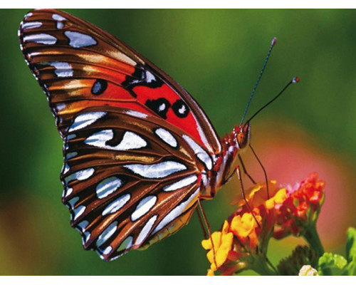 Алмазная мозаика 15х20 ЯРКАЯ БАБОЧКА (16 цветов)