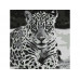 Картина по номерам 30Х30 ЯГУАР (9 цветов)