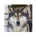 Картина по номерам 30х30 Серый волк (18 цветов)