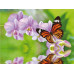 Алмазная мозаика 15х20 БАБОЧКА НА ВЕТКЕ (12 цветов)