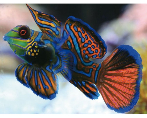 Картина-открытка  мозаикой 15х20 РАДУЖНАЯ РЫБКА (13 цветов)