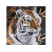 Картина по номерам 30Х30 ТИГР (14 цветов)