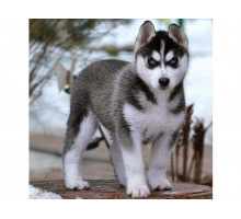 Картина по номерам 30х30 Щенок хаски (20 цветов)