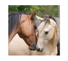 Картина по номерам 30х30 Знакомство (20 цветов)