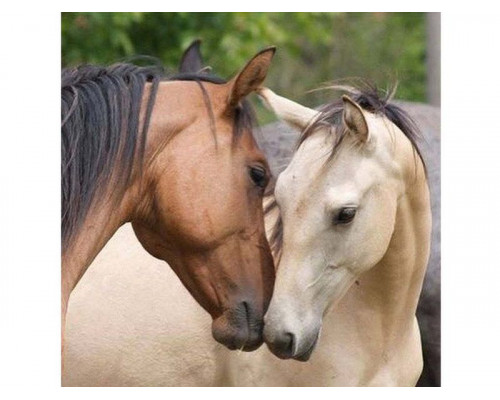 Картина по номерам 30х30 Знакомство (20 цветов)