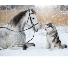 Картина по номерам с цветной схемой на холсте 30х40 Друзья навсегда (18 цветов)