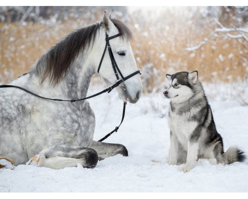 Картина по номерам с цветной схемой на холсте 30х40 Друзья навсегда (18 цветов)