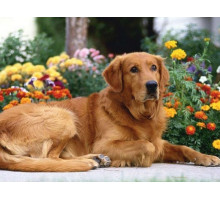 Картина по номерам с цветной схемой на холсте 30х40 Золотистый ретривер (18 цветов)