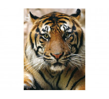 Алмазная мозаика 15х20 ПОРТРЕТ ТИГРА (14 цветов)