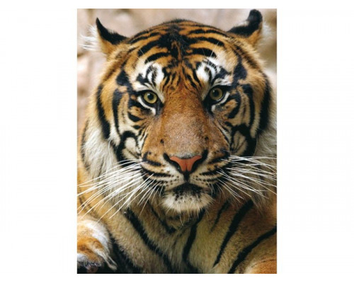 Алмазная мозаика 15х20 ПОРТРЕТ ТИГРА (14 цветов)