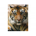 Алмазная мозаика 15х20 ПОРТРЕТ ТИГРА (14 цветов)