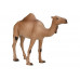 Фигурка KONIK Одногорбый верблюд