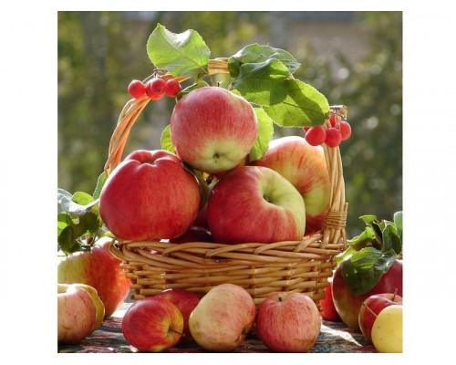 Картина по номерам 30х30 Аромат осени (22 цвета)