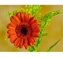 Картина по номерам 15х20 Герберы (13 цветов)