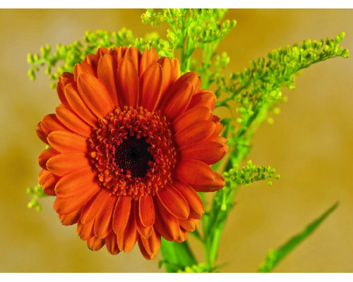 Картина по номерам 15х20 Герберы (13 цветов)