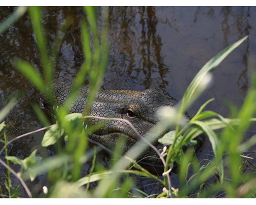 Радиоуправляемый катер Flytec V002 Крокодил, зеленый 2.4G RTR