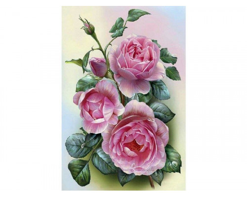 Набор юного художника 20х30 РОЗОВЫЕ РОЗЫ  (15 цветов)