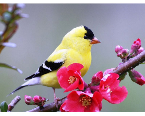 Картина мозаикой 15х20 ВЕСЕННЯЯ ПТИЧКА (17 цветов)