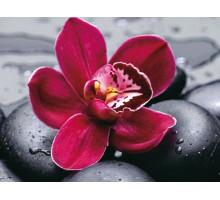 Алмазная мозаика 15х20 ЦВЕТОК НА КАМНЯХ (11 цвет)