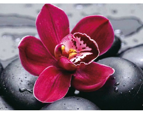 Алмазная мозаика 15х20 ЦВЕТОК НА КАМНЯХ (11 цвет)