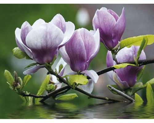 Алмазная мозаика 15х20 МАГНОЛИЯ НАД ВОДОЙ (17 цветов)